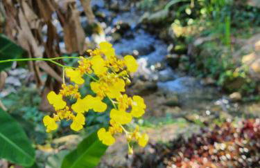 Sítio Donana Sana - Photo 30