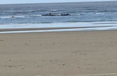 gîte L'hirondelle - Foto 45