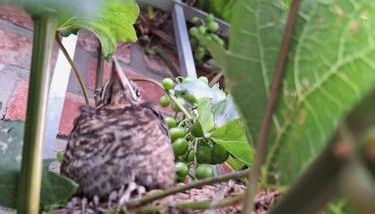 Gästewohnung Kleinstadtperle in Pritzwalk - Foto 2, Garden view
