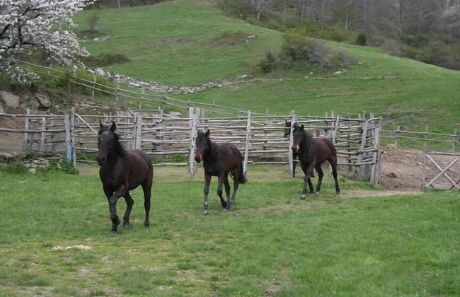Agriturismo La Casina della Burraia - Photo 23