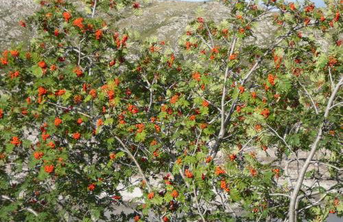 Les Bordes De Paloumières - Foto 67