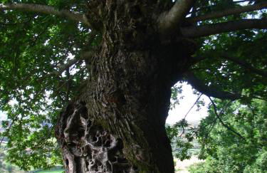 Casa do Castanheiro - Foto 16