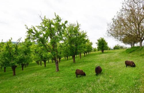 Cottage in Wine Country - Foto 33