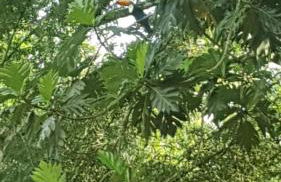 Sítio Com riacho particular em Cachoeira de Macacu - Foto 30