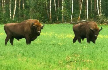 Biały Las Magiczna Stara Chata Puszcza Białowieska - Foto 54