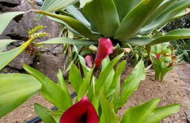 Sítio da Assumada - Foto 47