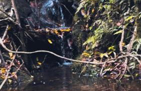 Container na natureza - Foto 8