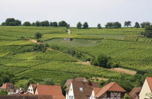 Bioweingut und Ferienwohnung Kaufmann - Foto 16
