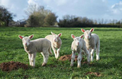 Ferme de Franqueville - Foto 36