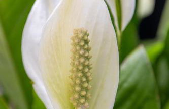 Chateau Mariposa - Foto 36