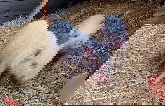 Vakantiepark De Bosrand - Foto 67