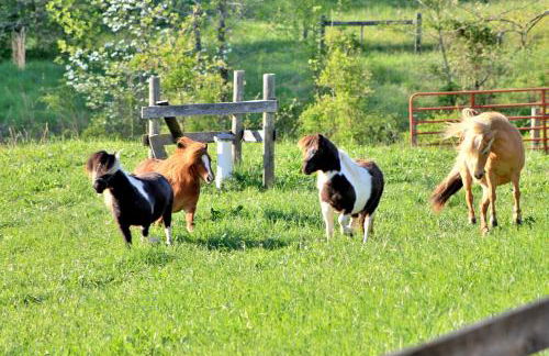 Fairhill Farm Country Vacation Rentals - Foto 29