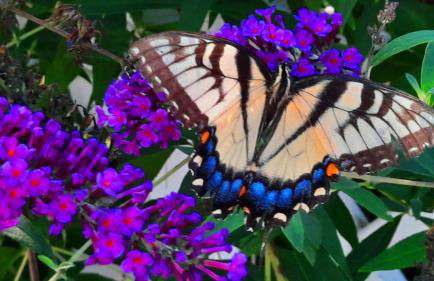 Villa Maud - Foto 10