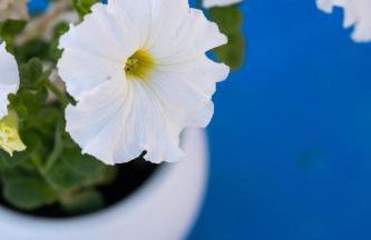 Rosalia Studio Megalochori - Foto 31