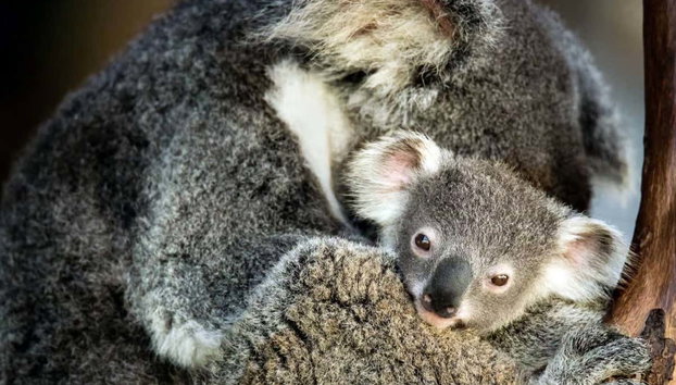 Canberra Wildlife Watching Tour - Photo 5, Cute koalas