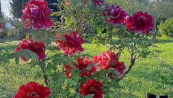 Bed & Breakfast Parco di Veio - Foto 5, Garden, Garden view