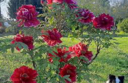 Bed & Breakfast Parco di Veio - Foto 5