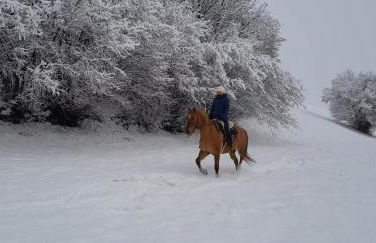 Jörglmoar - Photo 15