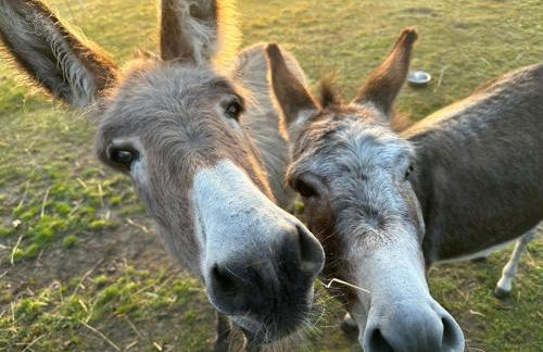 Schöner Winkel - Foto 25