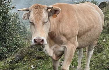 Chalet 6-8 pers St Lary Alt1700m -100mdespistes classé 4 étoiles - Photo 45