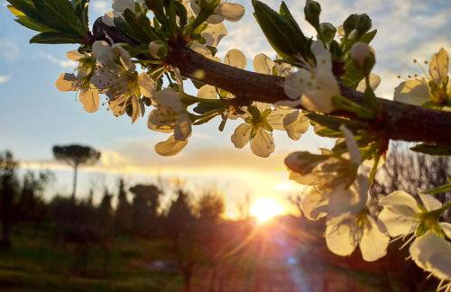 Podere La Vigna Locazione Turistica - Photo 34