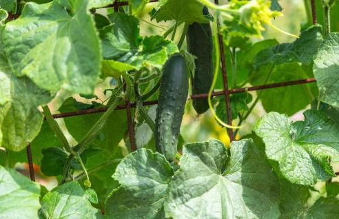 Villa Pilati - Foto 19