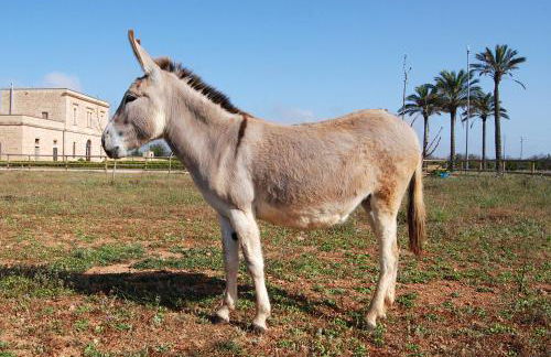 Agriturismo Masseria Galatea - Foto 70