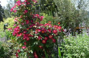 Le Mille Fleurs - Foto 25