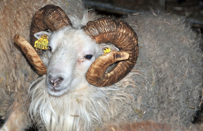 La Ferme de Flo' - Foto 54