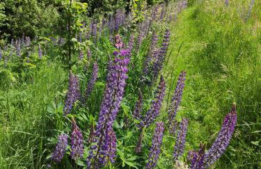 Srokowski Dwór 1 - Stara Kuźnia - Prywatna Sauna ! - Foto 24