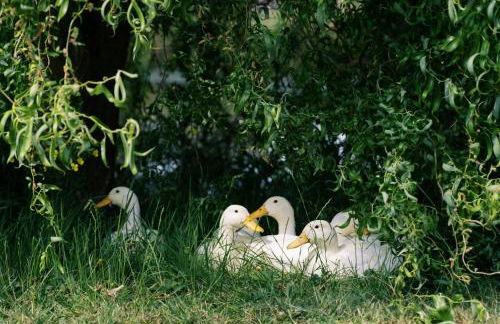 Shepherd's Hut- Hot Tub- Wellness Spa- Wood Burner - Foto 42
