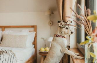 Między lasem, polem a jeziorem - domek na Mazurach - Foto 5