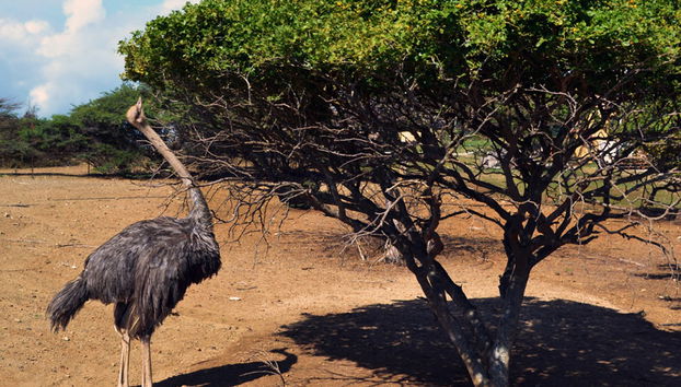 Tour della Fattoria di Struzzi e delle Grotte di Hato - Foto 5