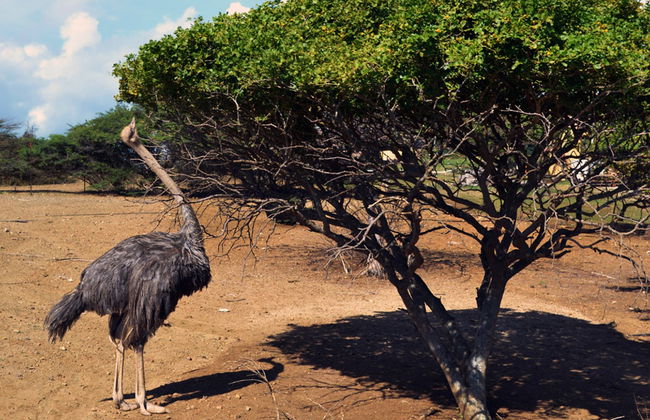 Tour della Fattoria di Struzzi e delle Grotte di Hato - Foto 5