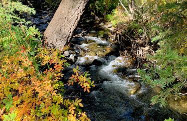Mammoth Overlook Of Yellowstone - Foto 38