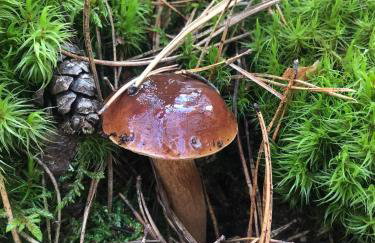 Apartamenty Chojno-Młyn 46 - Foto 26