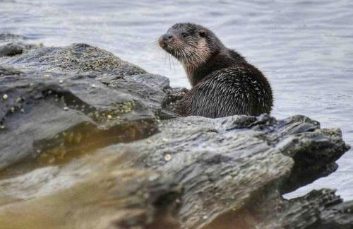 Fraoch, Pets welcome - Foto 30