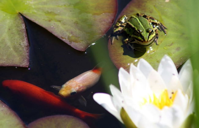 Living Lust 3 in Malchow - Foto 11