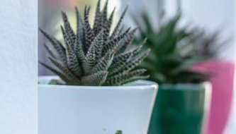 Apartments Lea Poreč - Foto 4