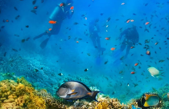 Koh Tao Scuba Diving Experience - Foto 1