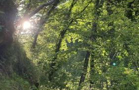 La Rotonda - Foto 26