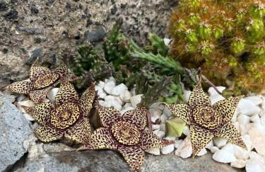 Tropical House - Foto 28