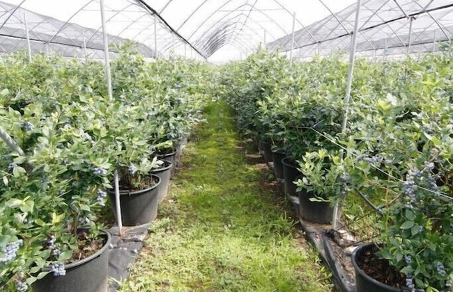 Agriturismo Bacche di Bosco - Foto 37