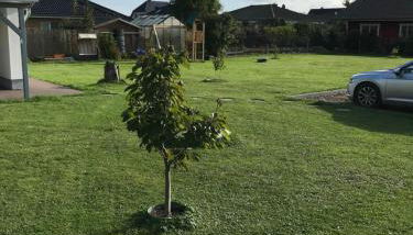 Elisa - Foto 5, Garden