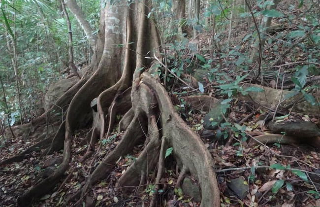 Treetops Accommodation Montville - Foto 6