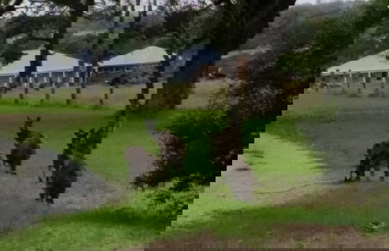 Woody Grange Chalets - Foto 15