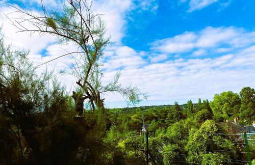 La troglo aux oiseaux - Foto 11