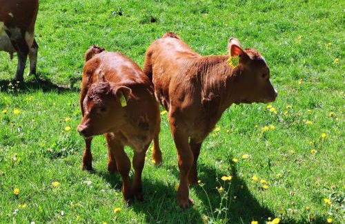 Biobetrieb Lippenhof - Foto 17