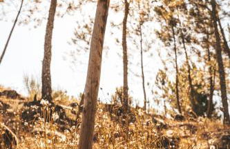 Moinho da Lapa - Foto 22