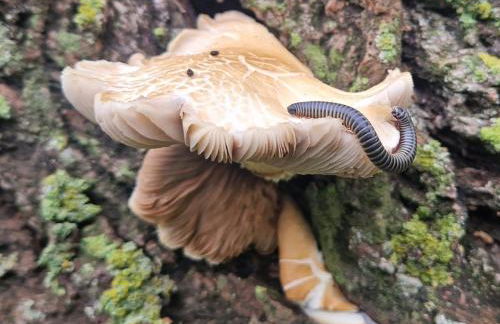 Dehesilla Olive Orchard Retreat - Foto 26